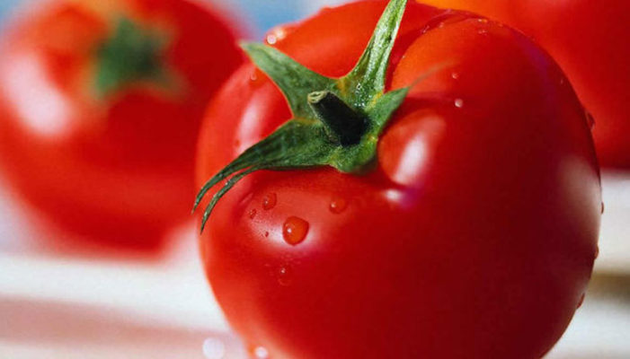 Lineas investigación tomates