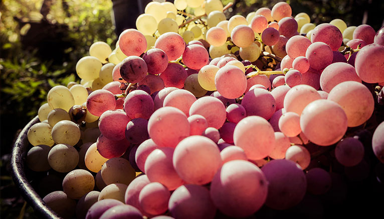 Uvas, vino y resiuduos arqueologicos