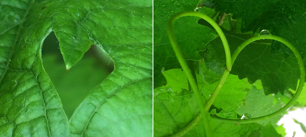 La magie du coeur est partout !